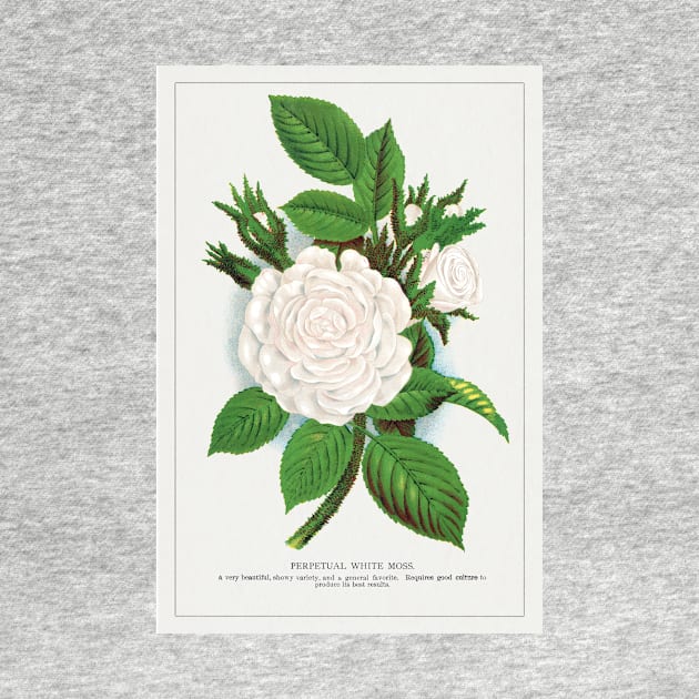 Rose, Perpetual White Moss lithograph (1900) by WAITE-SMITH VINTAGE ART